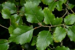 Image: P.B. Heenan © Landcare Research 2014 